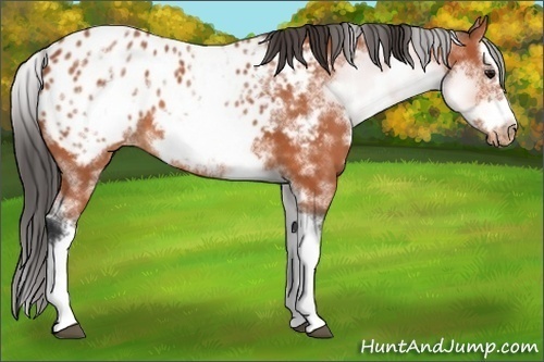 Horse Color:White Spotted Bay Splash Frame Blanket 