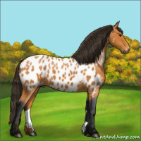Horse Color:Gray Buckskin Blanket 