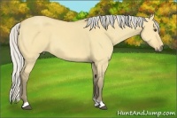 Horse Color:Silver Buckskin Dun 
