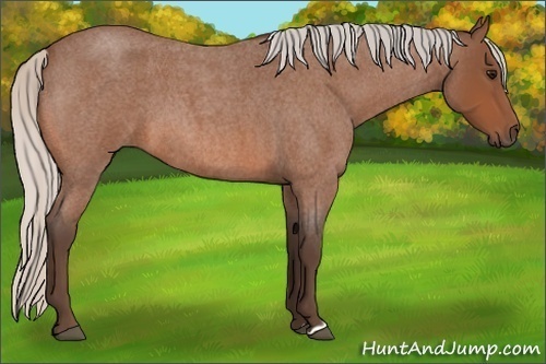 Horse Color:Silver Bay Roan 