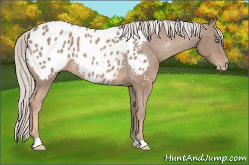 Horse Color:Gray Cremello Appaloosa 