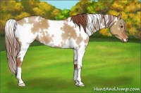 Horse Color:White Spotted Red Dun 