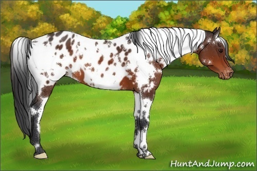 Horse Color:White Spotted Brown Appaloosa