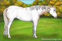 Horse Color:White Spotted Palomino Splash Frame Appaloosa 