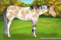 Horse Color:White Spotted Buckskin Dun 