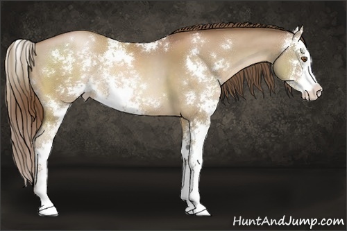 Horse Color:Brown Pearl Sabino 
