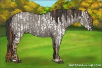 Horse Color:Red Dun Roan Appaloosa  and Grullo Roan 