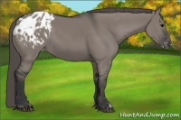 Horse Color:Grullo Appaloosa 
