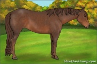 Horse Color:Liver Chestnut