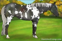 Horse Color:White Spotted Liver Chestnut