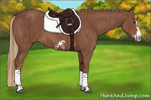 Horse Color:Chestnut Splash Frame  and Chestnut Splash Frame 