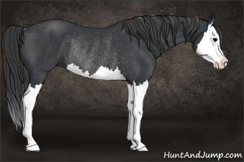 Horse Color:Black Splash Rabicano 