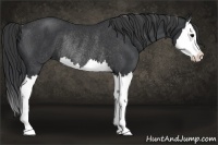 Horse Color:Black Splash Rabicano 