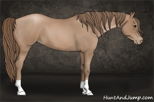 Horse Color:Blue Roan Pearl