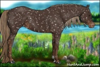 Horse Color:Liver Chestnut Appaloosa 
