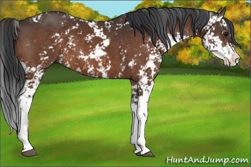 Horse Color:Brown Sabino 