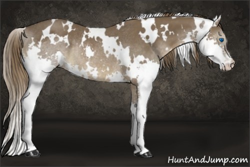 Horse Color:White Spotted Liver Chestnut Splash Rabicano