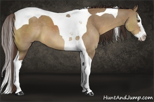 Horse Color:Liver Red Dun Splash Tobiano 