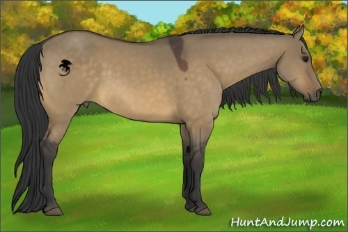 Horse Color:Buckskin Dun 