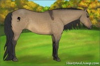 Horse Color:Buckskin Dun 
