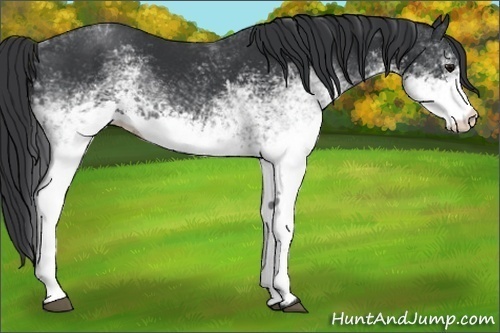 Horse Color:White Spotted Black
