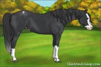 Horse Color:Black Splash Appaloosa 