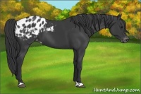Horse Color:Black Appaloosa 