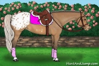 Horse Color:Silver Brown Appaloosa 