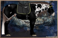 Horse Color:Liver Chestnut Splash Appaloosa 