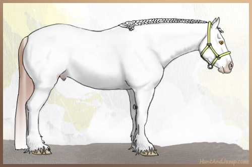 Horse Color:Amber Champagne Tobiano Blanket 