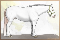 Horse Color:Amber Champagne Tobiano Blanket
