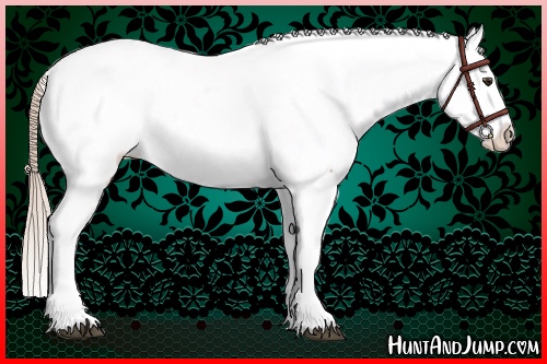 Horse Color:Chestnut Appaloosa 