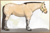Horse Color:Buckskin Ice Dun 
