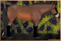 Horse Color:Bay Splash 