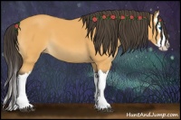 Horse Color:Buckskin Splash