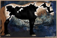 Horse Color:Red Dun Splash Frame 