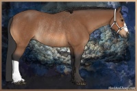 Horse Color:Bay Rabicano 