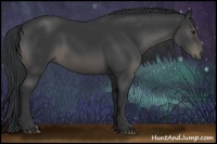 Horse Color:Black 