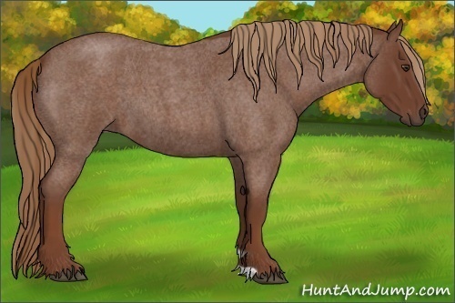 Horse Color:Red Roan