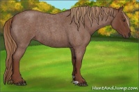 Horse Color:Red Roan