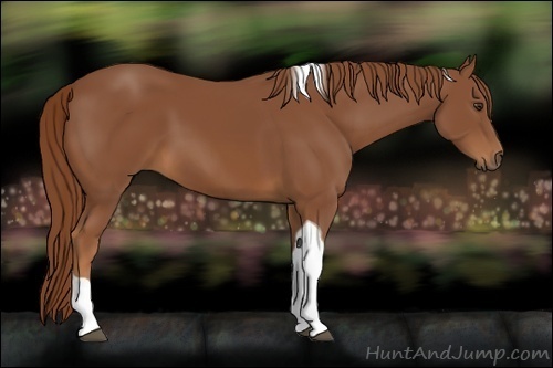 Horse Color:Unknown 