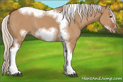 Horse Color:Silver Bay Dun Sabino Tobiano Frame Rabicano