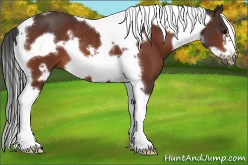 Horse Color:Bay Tobiano Frame Rabicano 