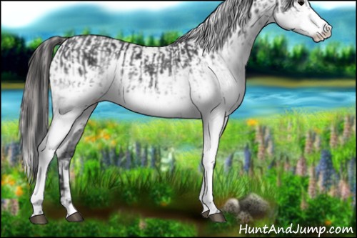 Horse Color:White Spotted Blue Roan Rabicano  and White Spotted Blue Roan Appaloosa Rabicano 