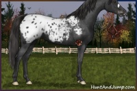 Horse Color:Liver Chestnut Appaloosa 