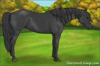 Horse Color:Smoky Black 