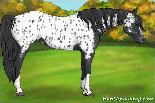 Horse Color:Black Appaloosa