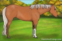 Horse Color:Silver Bay 
