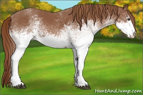 Horse Color:White Spotted Chestnut 