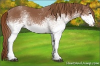 Horse Color:White Spotted Chestnut 
